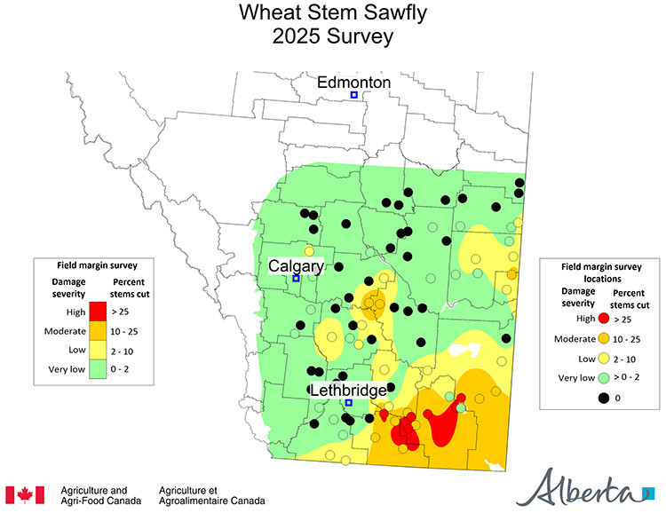 This image is an Alberta map showing the % of stems cut by wheat stem sawfly found in the 2025 survey. This map uses a 6 color gradient from light green (0 - 2 % stems cut) to red (more than 25 stems cut). The survey area doesn’t extend further North than the M.D. of Provost in the East and Lacombe County in the West.  The only red areas are 3 fields in the counties of Forty Mile and one in Warner. The areas in the southeast corner of the province are generally orange or yellow.