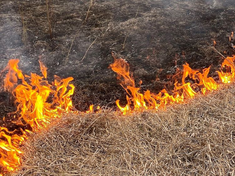 Burning grass removes the fire danger in a controlled environment.