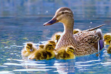 mother duck with ducklings