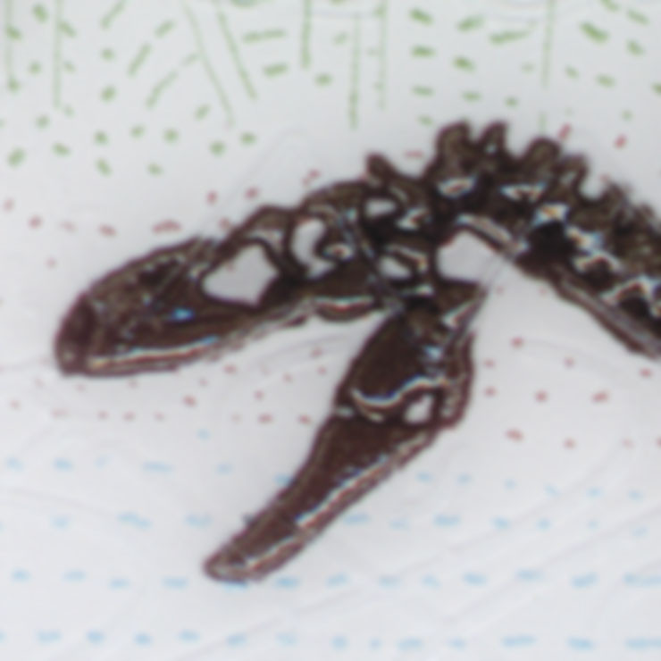 Driver's licence albertosaurus image