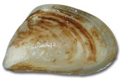 Quagga Mussel