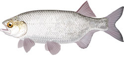 Artist rendering of a goldeye