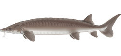 Artist rendering of a lake sturgeon