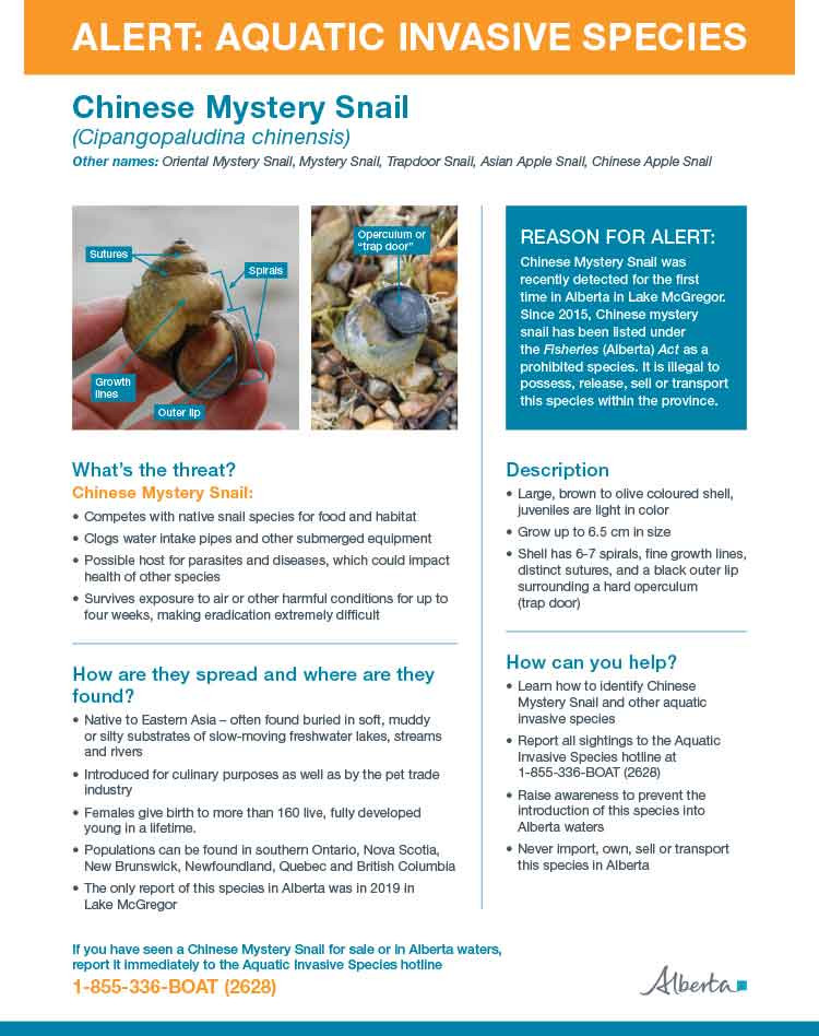 Thumbnail: Alert: Aquatic Invasive Species - Chinese Mystery Snail