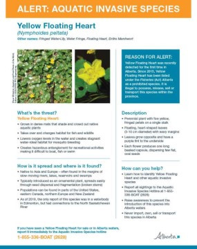 Thumbnail: Alert: Aquatic Invasive Species - Yellow Floating Heart