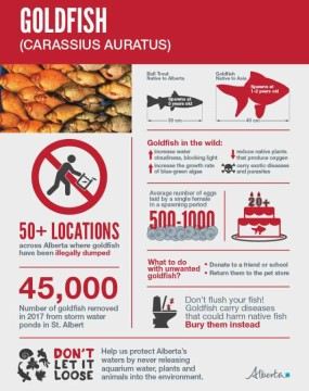 Goldfish infographic thumbnail