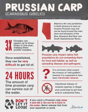 Prussian carp infographic thumbnail