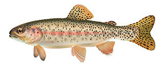 Athabasca rainbow trout