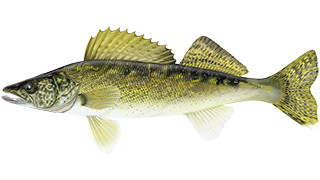 Artist rendering of a Walleye