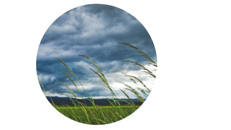 Image of wheat blowing against a grey cloudy sky