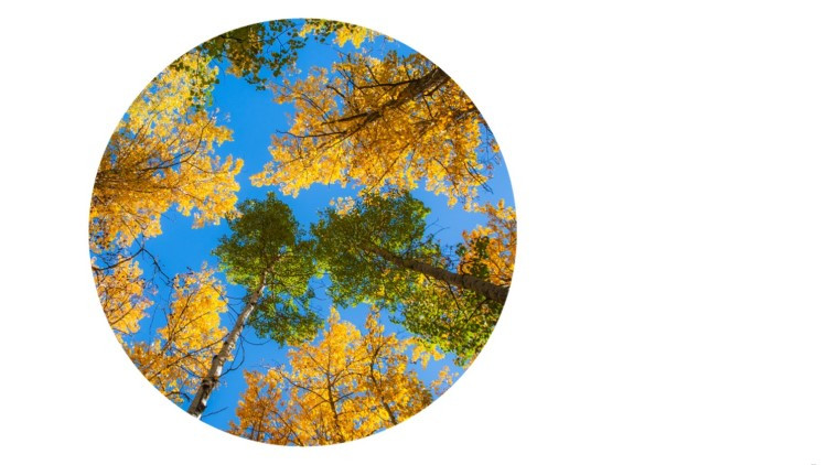 Photo of yellow and green leaved trees against a blue sky