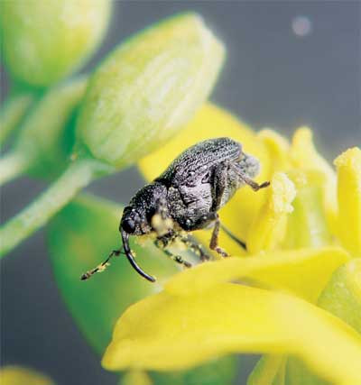 Adult cabbage seedpod weevil on canola