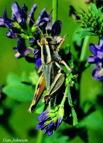 Close-up of an adult Packard grasshopper on an alfalfa plant
