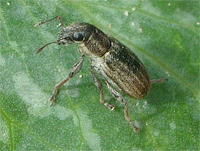 Close-up of adult pea leaf weevil on leaf