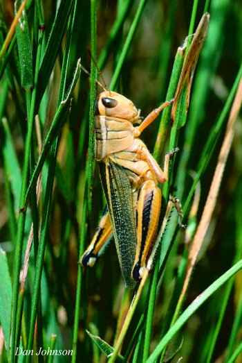 Close up of an adult two-striped grasshopper 