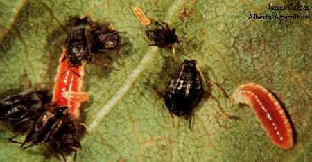 Photo of Aphidoletes midge larvae feeding on aphids