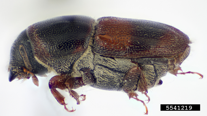 Banded elm bark beetle
