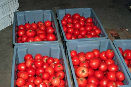Beefsteak tomatoes ready for market