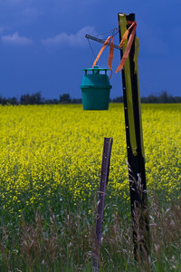 Photo of a bertha armyworm insect trap