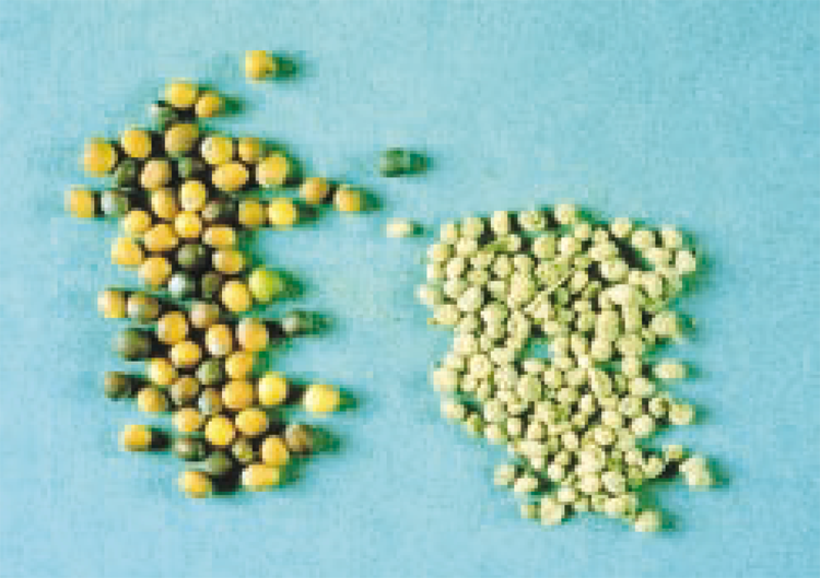 Close-up of canola seeds and wheat midge cocoons