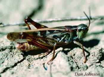Close-up of a mature clear-winged grasshopper female