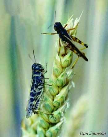 Close-up of two clear-winged grasshoppers feeding on wheat