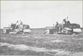 Two combines harvesting creeping red fescue for seed