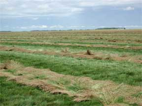 Contracted Hard Fescue Field