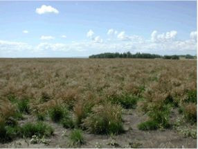 Creeping red fescue seed field
