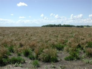 Creeping Red Fescue Seed Field