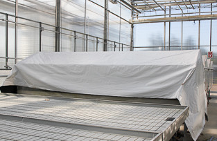Tomatoes in a dark mist chamber