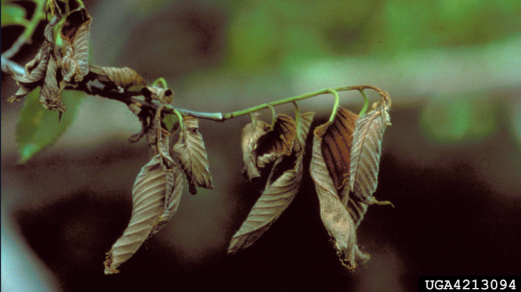 Photo of Mid-Summer – Clinging, brown, wilted leaves