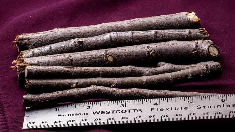 Photo of sample branches with measurement