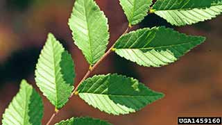 Photo of a Siberian elm leaf shape