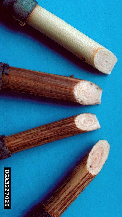 Figure 5.  Staining of sapwood