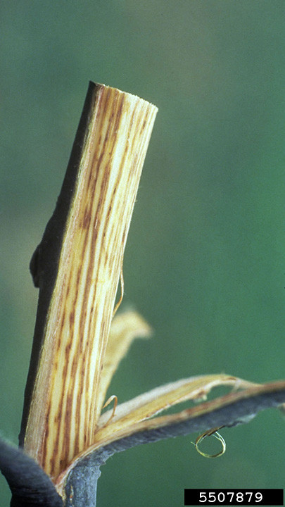 Figure 6.  Staining of sapwood