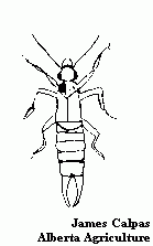 Image of an Earwig