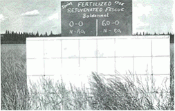 Fertilizer research on rejuvenated creeping red fescue