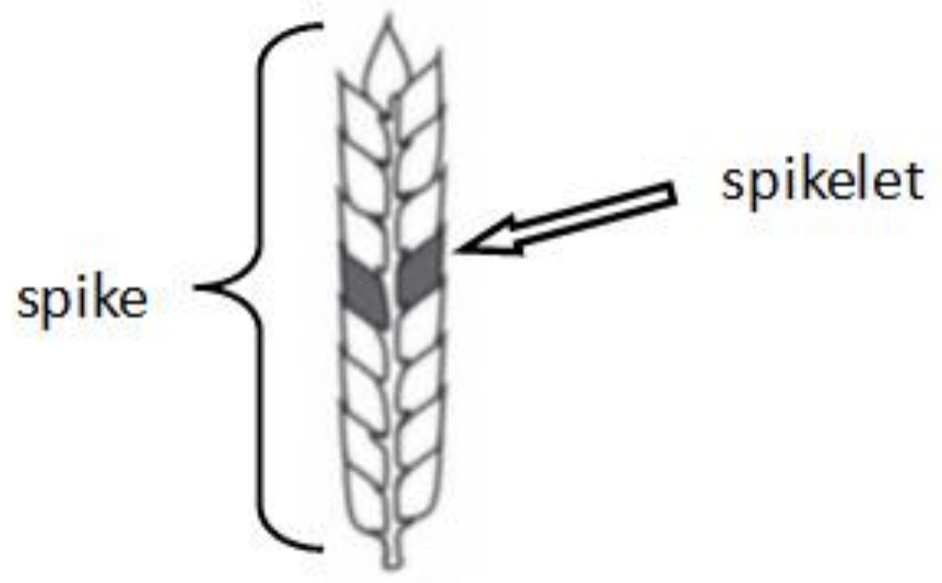 Artist rendering of cereal head with infectect spikelet