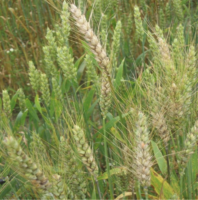 Patch of Fusarium Head Blight infected wheat with bleached heads