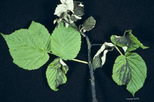 Fireblight symptoms on raspberry