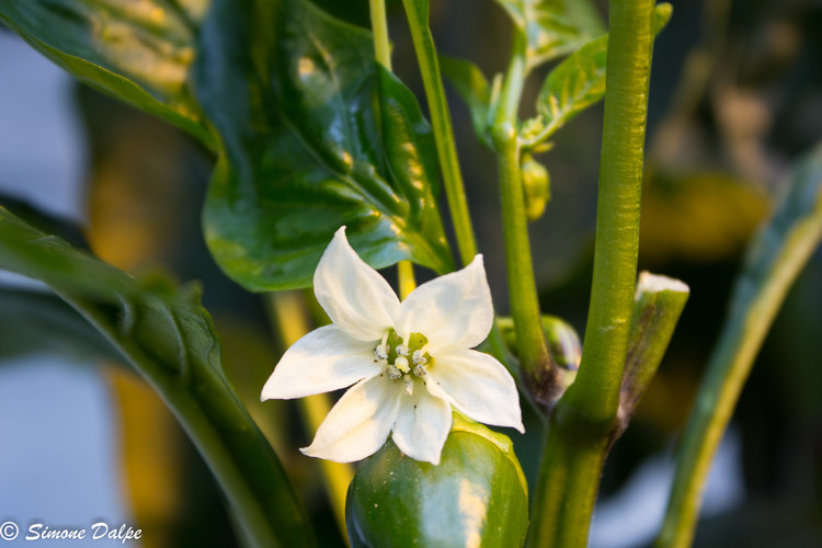 Flower and fruit of sweet bell pepper on vine
