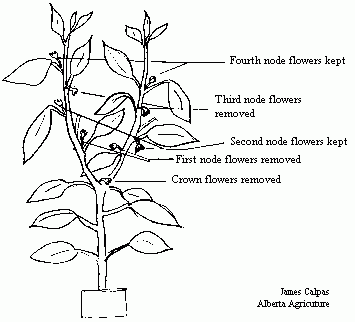 Drawing of the general scheme to target the first flower of the sweet bell pepper fruit set