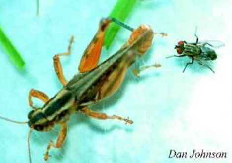 Photo of a Robber fly