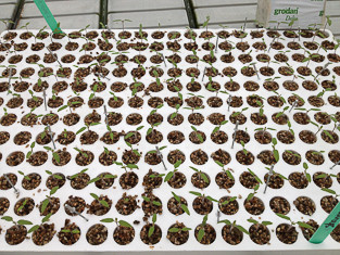 Kiemplug tray of grated tomatoes