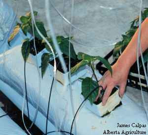 Hand on one sweet bell pepper plant in production greenhouse bag