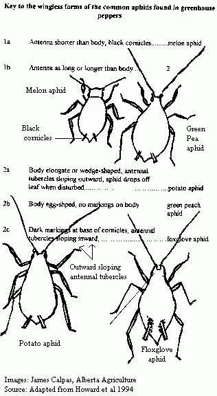 Image of key wingless forms aphids