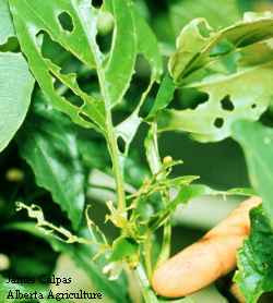 Photo of a looper feeding injury on pepper leaves