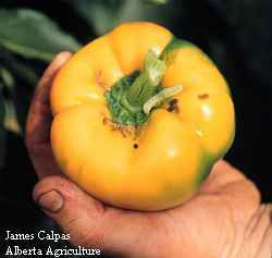 Photo of a Looper on a pepper fruit