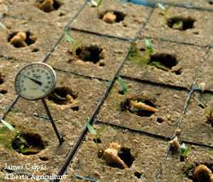 Temperature gauge on plot of sweet bell pepper seedlings